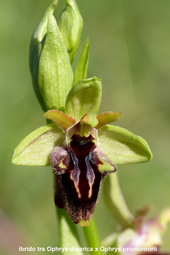 Ophrys promontorii : Abruzzo e Lazio 2019